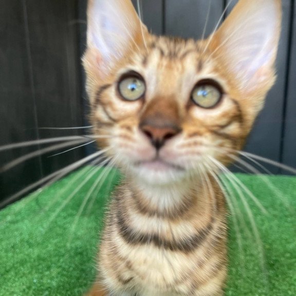 Toyger EZ Yun