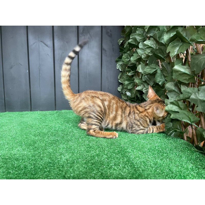 Toyger EZ Yun