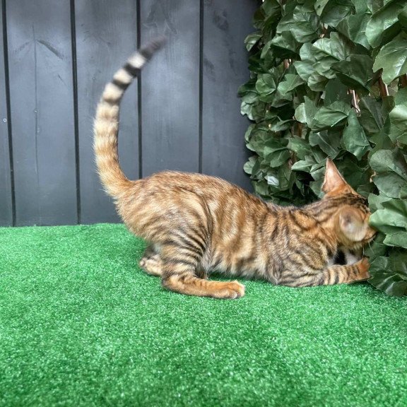 Toyger EZ Yun