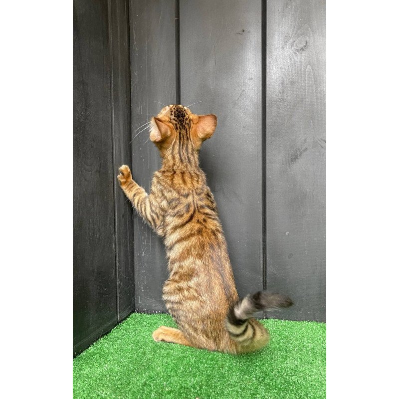 Toyger EZ Yun