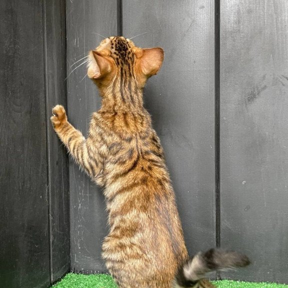 Toyger EZ Yun