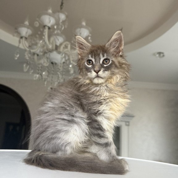 Maine Coon EZ Eliot