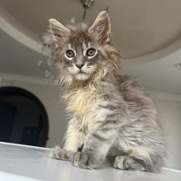 Maine Coon EZ Eliot