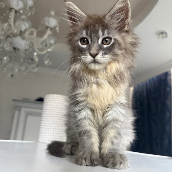 Maine Coon EZ Eliot