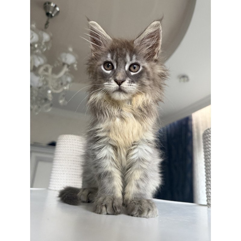 Maine Coon EZ Eliot
