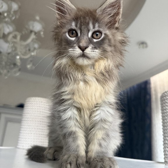 Maine Coon EZ Eliot