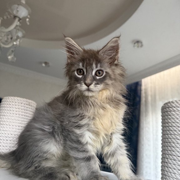 Maine Coon EZ Eliot