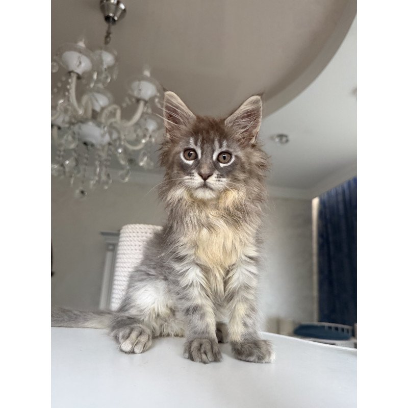 Maine Coon EZ Eliot