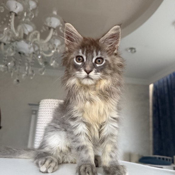 Maine Coon EZ Eliot