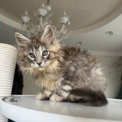 Maine Coon EZ Elit
