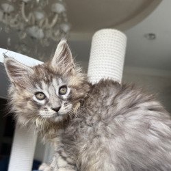 Maine Coon EZ Elit