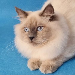 Siberian EZ Archie