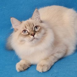 Siberian EZ Angel