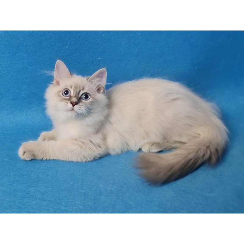 Siberian EZ Buddy