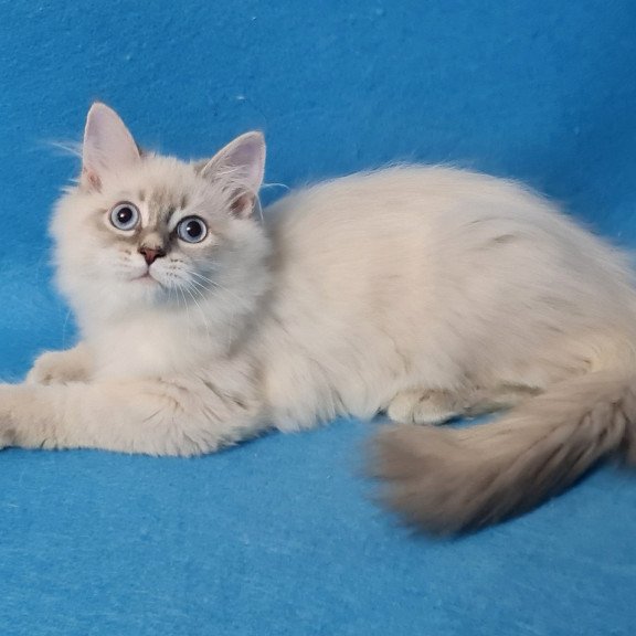 Siberian EZ Buddy