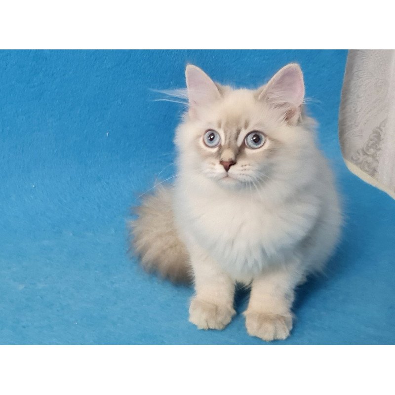 Siberian EZ Buddy