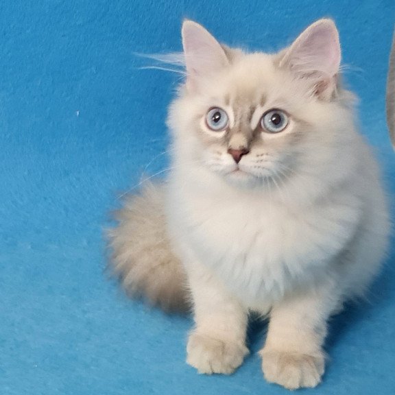 Siberian EZ Buddy