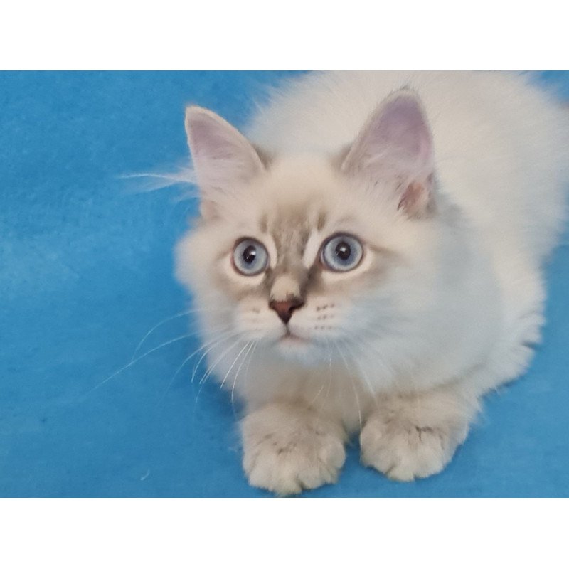 Siberian EZ Buddy