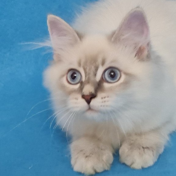 Siberian EZ Buddy
