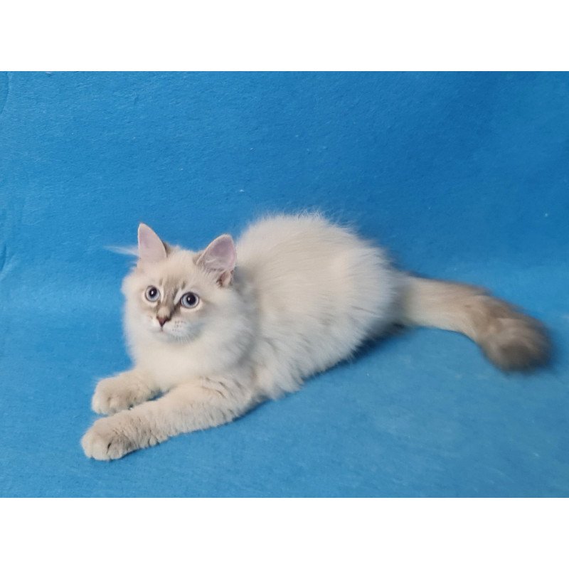 Siberian EZ Buddy