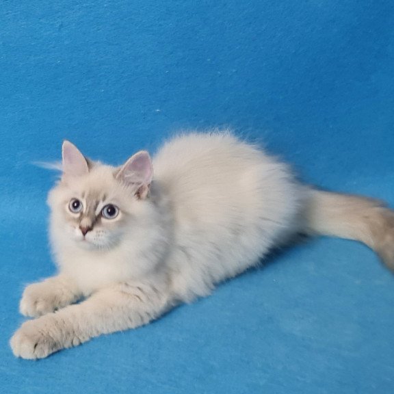 Siberian EZ Buddy