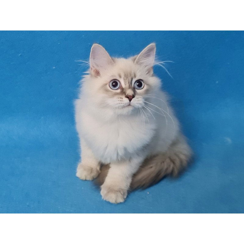 Siberian EZ Buddy