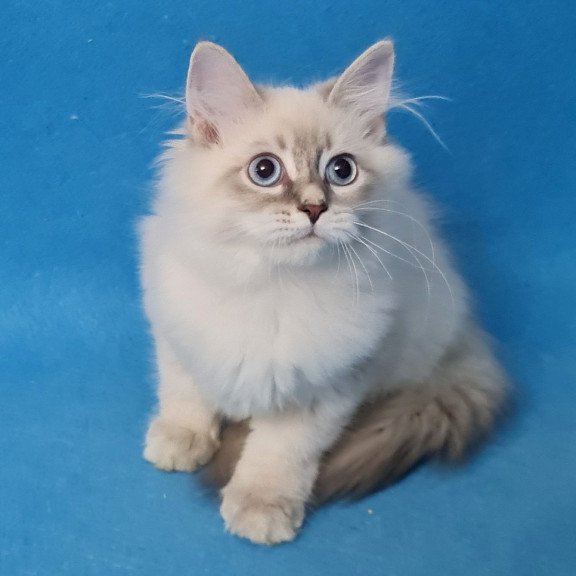 Siberian EZ Buddy