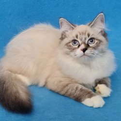 Siberian EZ Benji