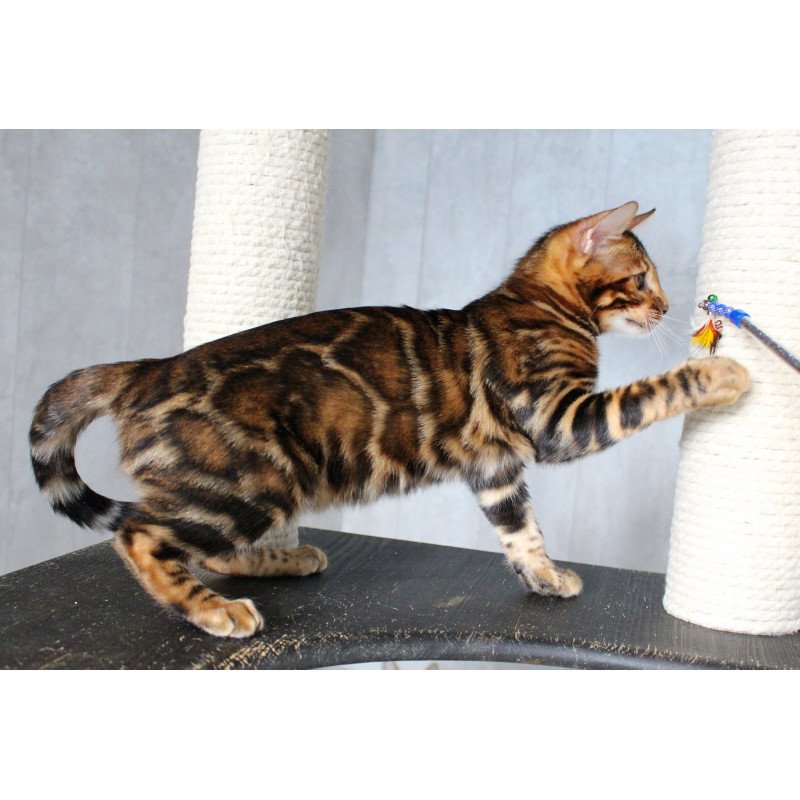 Bengal EZ Elby
