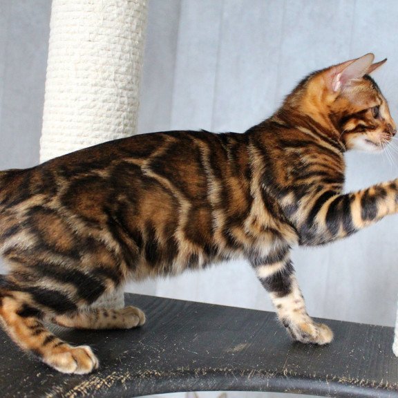 Bengal EZ Elby