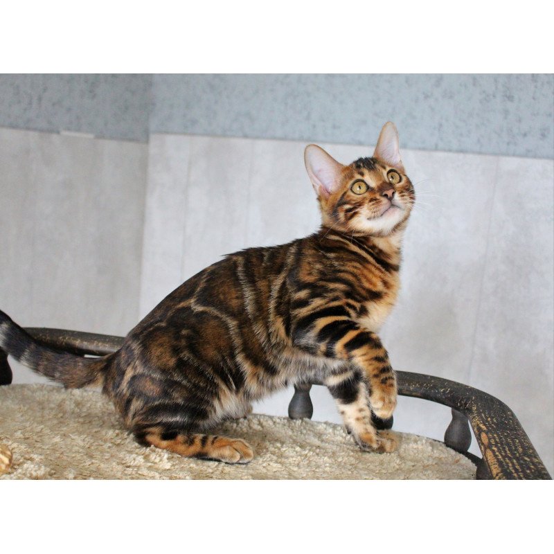 Bengal EZ Elby