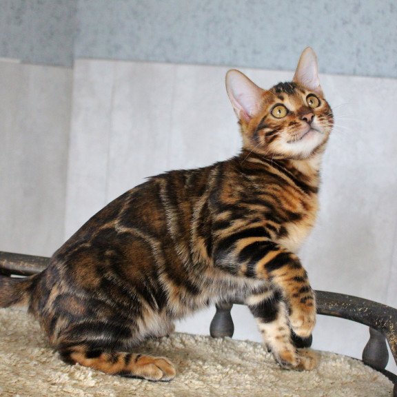 Bengal EZ Elby
