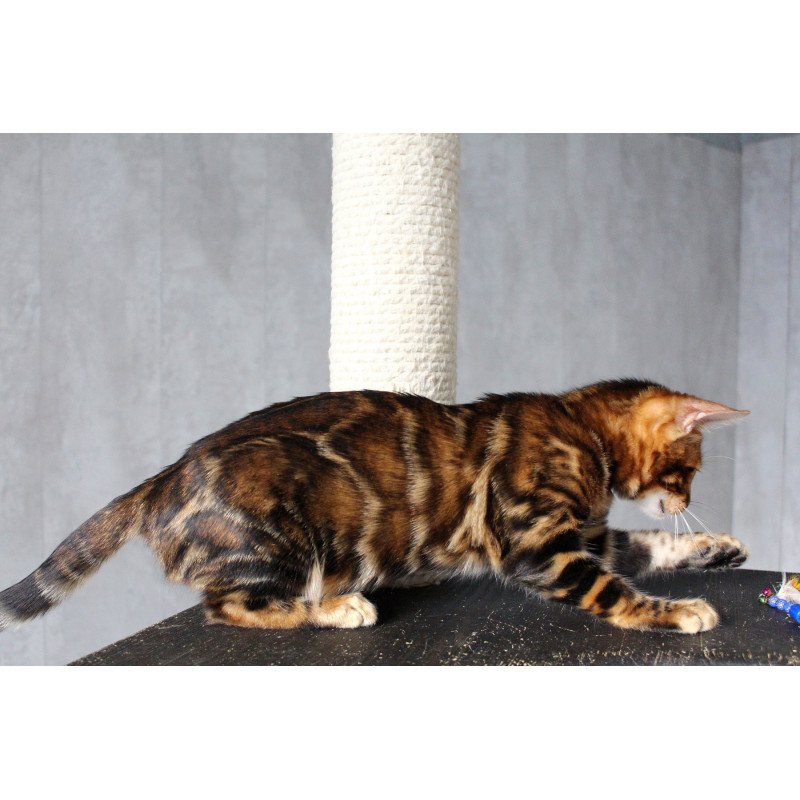 Bengal EZ Elby