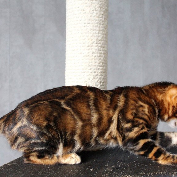 Bengal EZ Elby