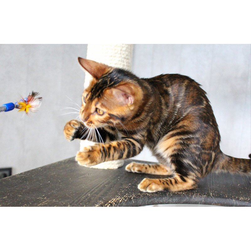 Bengal EZ Elby