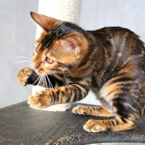 Bengal EZ Elby