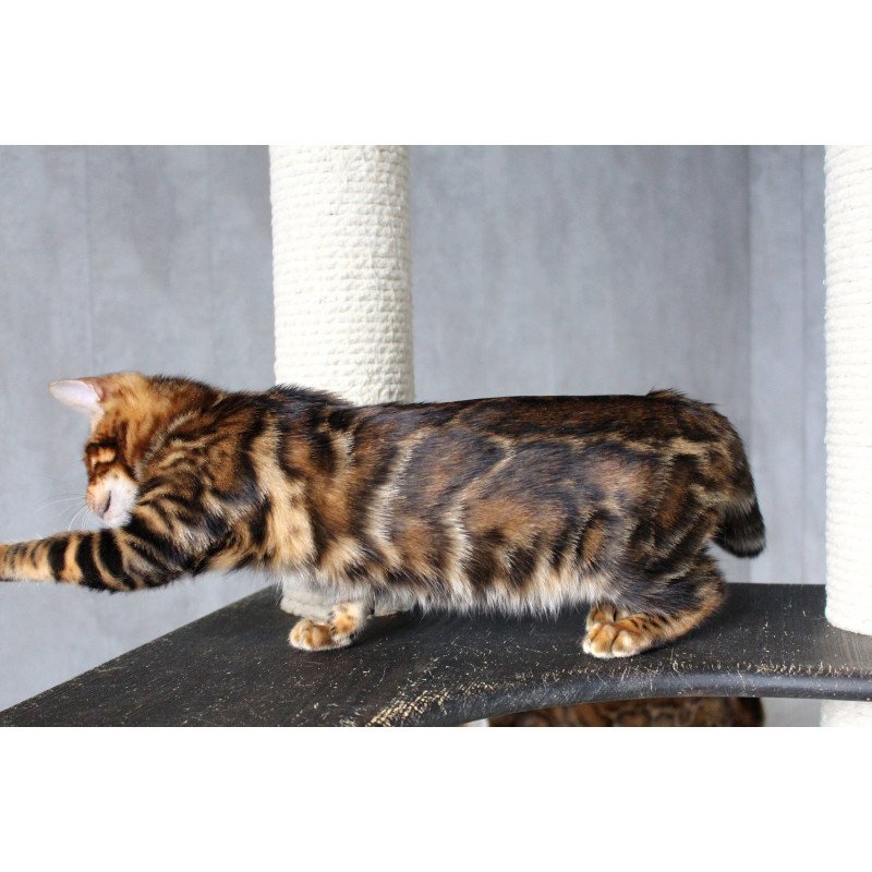 Bengal EZ Elby
