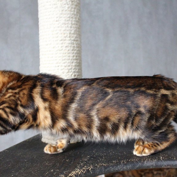 Bengal EZ Elby