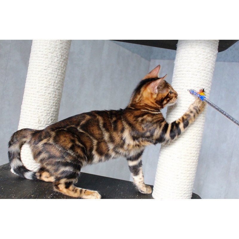 Bengal EZ Elby