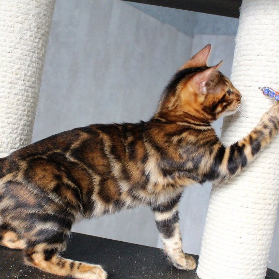 Bengal EZ Elby