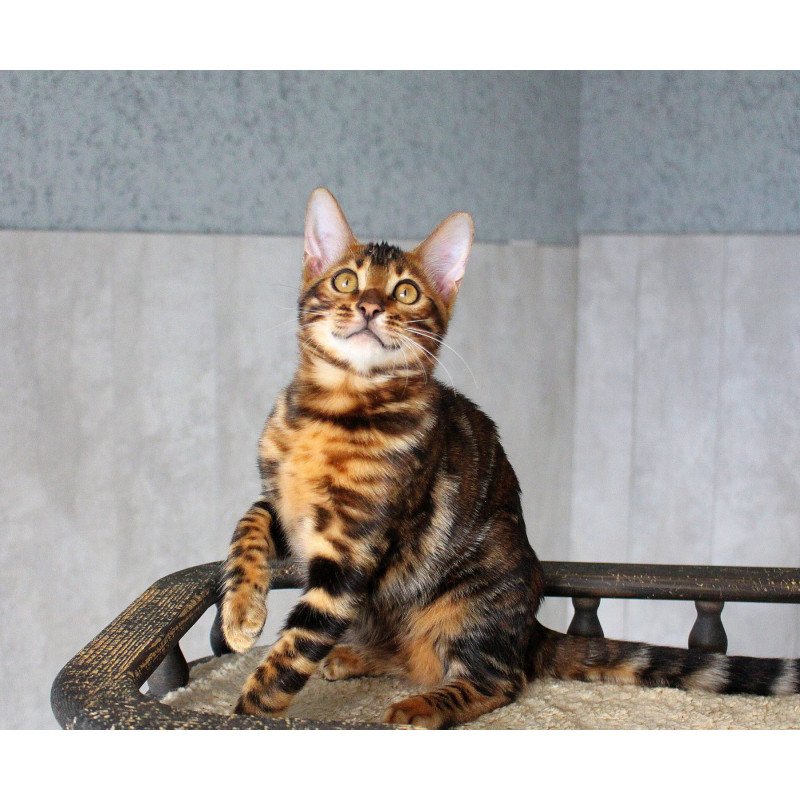 Bengal EZ Elby