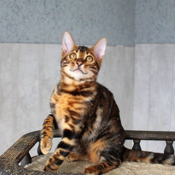 Bengal EZ Elby