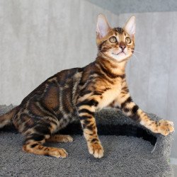 Bengal EZ Elsa