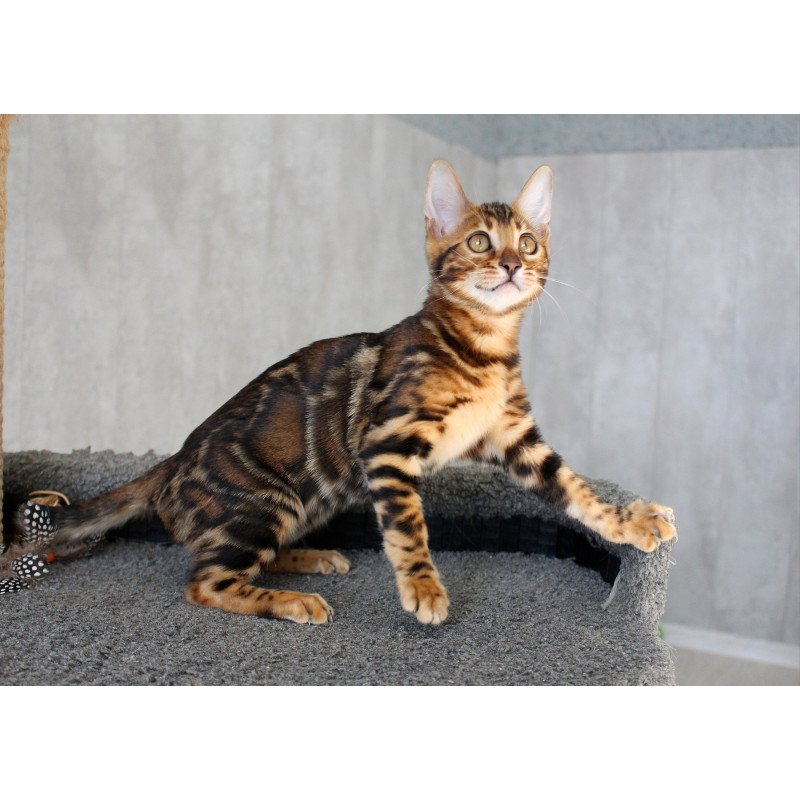 Bengal EZ Elsa