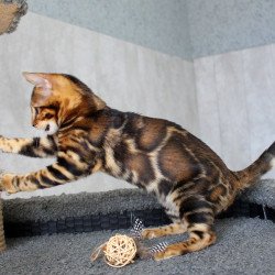 Bengal EZ Elsa