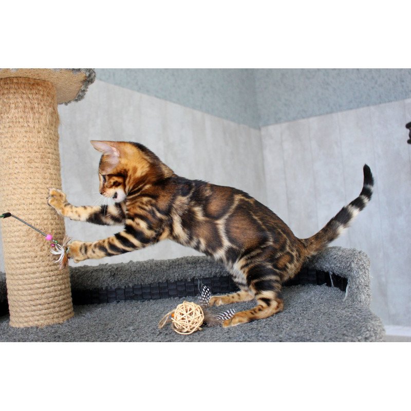 Bengal EZ Elsa