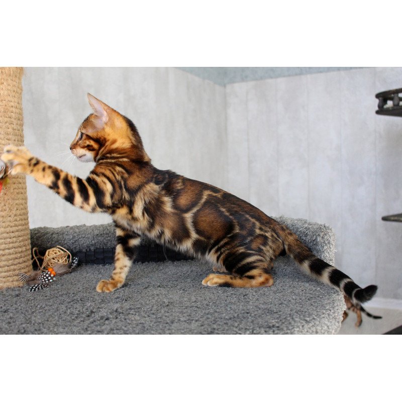 Bengal EZ Elsa