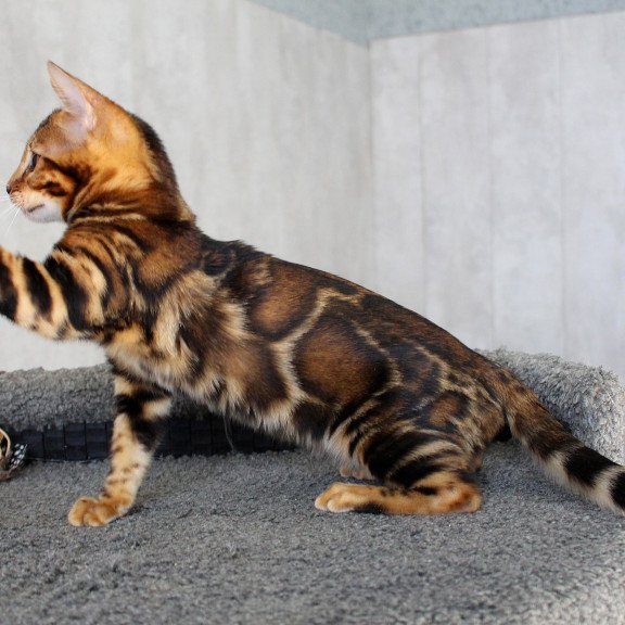 Bengal EZ Elsa