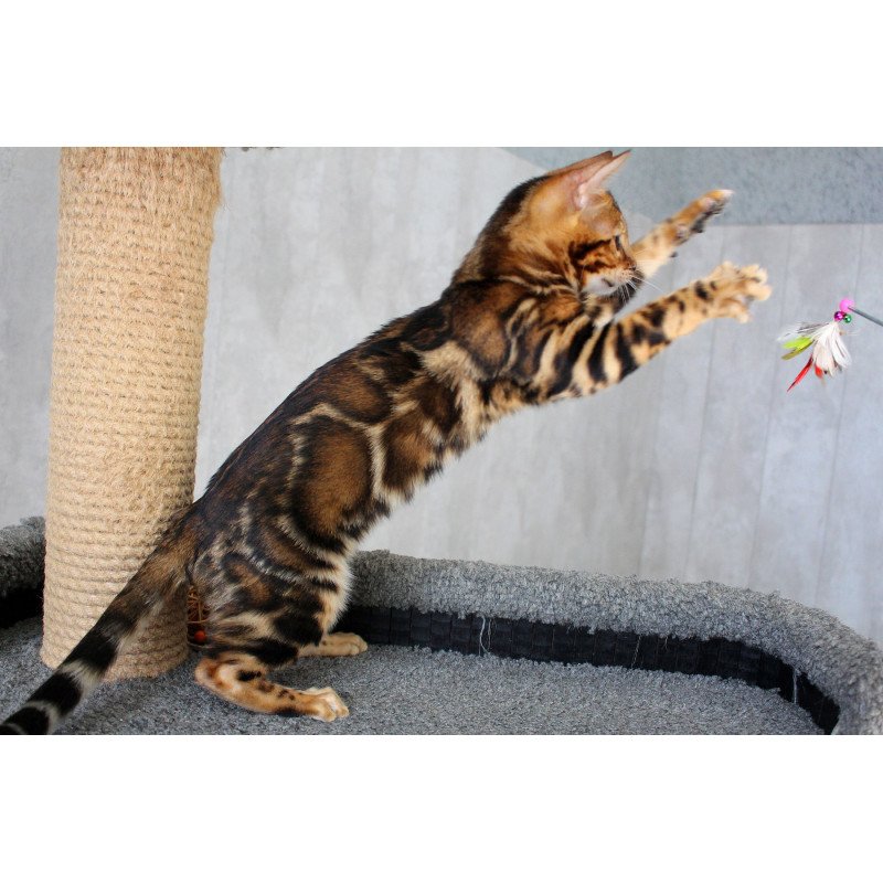 Bengal EZ Elsa
