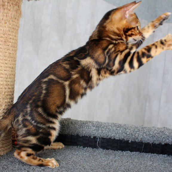 Bengal EZ Elsa